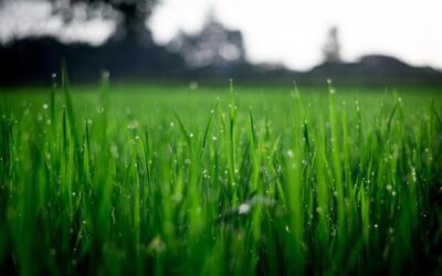 Need Sewer Repair? This Innovative Solution Could Save Your Lawn