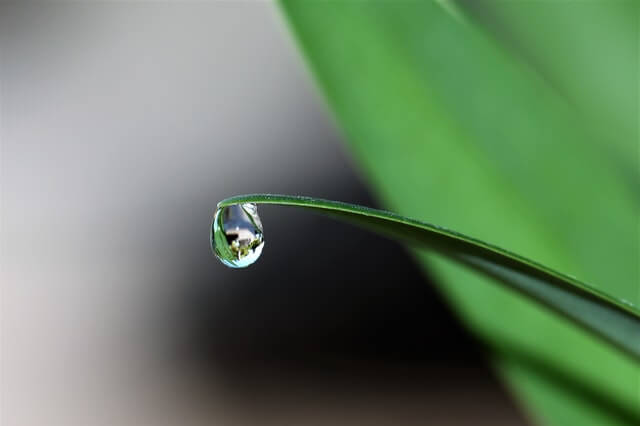 Water droplet on blade of grass from water main line leak