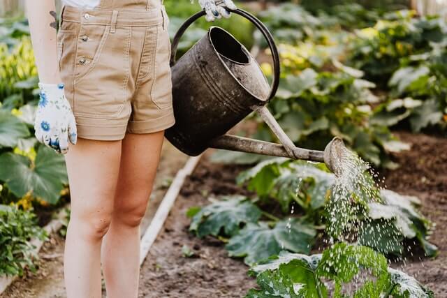 Love gardening? Here’s What to Know About Your Yard Irrigation and Other Outdoor Plumbing